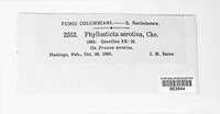 Phyllosticta serotina image